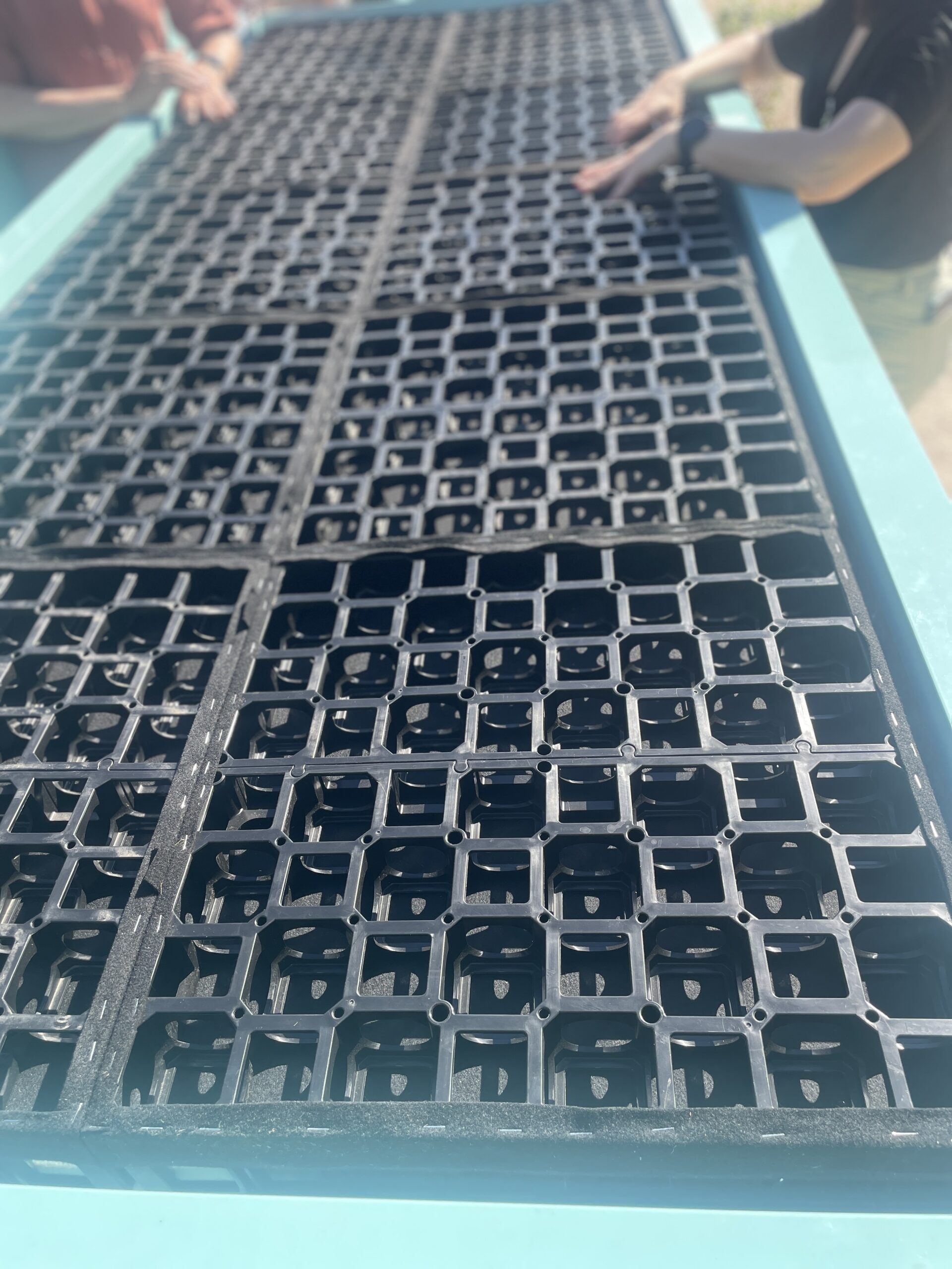 Ensamblaje de módulos de drenaje en mesa de cultivo Vista superior del ensamblaje de los módulos de drenaje ZinCo FLORADRAIN® en una de las mesas de experimentación del laboratorio CIEC.